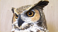 Great  horned owl