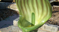 Enlarged Jack-in-the-pulpit