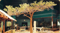 AcaciaAcacia tree at the Field Museum in Chicago