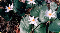 Bloodroot 