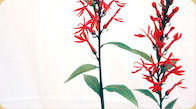 Cardinal Flower