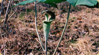 Jack-in-the-pulpit 