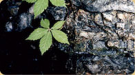 Virginia Creeper 