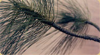 Long Leaf Pine