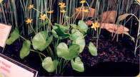 Marsh Marigold 