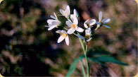  Cutleaf Toothwort 