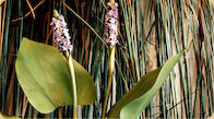 Pickerel Weed 