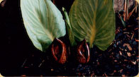 Skunk Cabbage 