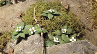 Dwarf Cornel Dogwood