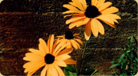 Black Eyed Susan 