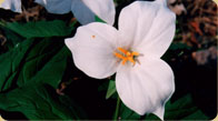 Large White Trillium 