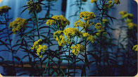 Goldenrod