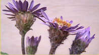 Siberian Aster