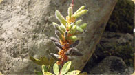 Arctic Lupine 