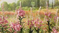 Fireweed