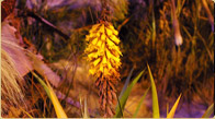 Kniphofia 