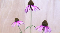 Purple Coneflower model