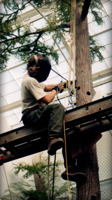 Tree Model Installation