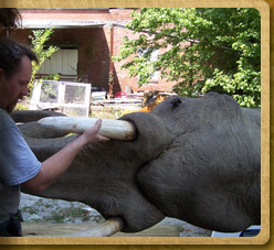 Elephant model restoration 