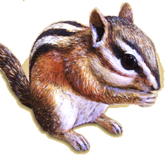  Yellow-pine Chipmunk