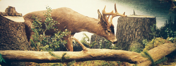 Southeast Alaska Visitor Center Rainforest