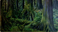 Southeast Alaska Rainforest