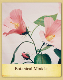 Botanical Models