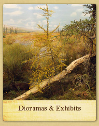 Dioramas and Exhibits