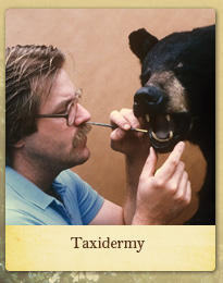 Taxidermy