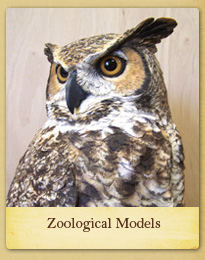 Zoological Models