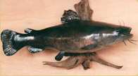 Flathead Catfish