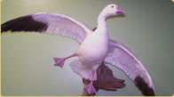 Snow Goose