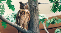 Great Horned Owl