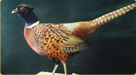 Ringneck Pheasant taxidermy