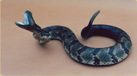 Diamondback Rattlesnake taxidermy