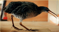 Clapper Rail taxidermy