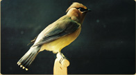 Cedar Wax Wing taxidermy