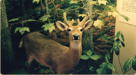 Young White Tailed Buck in Velvet taxidermy