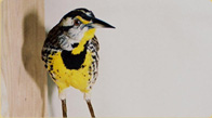 Meadowlark taxidermy