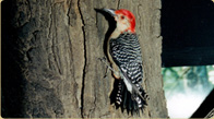 Yellow-bellied Sapsucker taxidermy