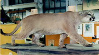 #1 Boone & Crockett Colorado State Mountain Lion taxidermy