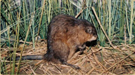 Muskrat taxidermy in marsh habitat