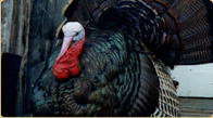 Turkey taxidermy