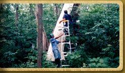 Latex molding of a tree 