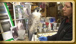 Painting a peregrine falcon model