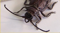 Longhorn Beetle