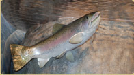 Rainbow Trout