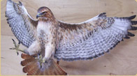 Red-tailed Hawk model