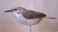 Rock wren