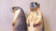 Yellow-bellied marmots